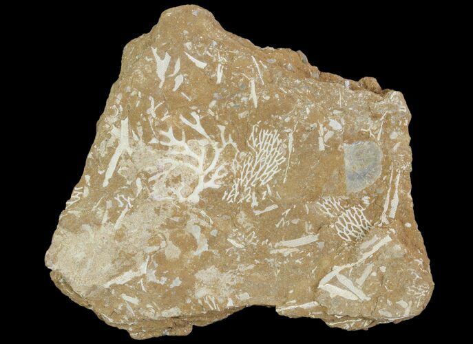 Ordovician Bryozoan (Chasmatopora) Plate - Estonia #89748
